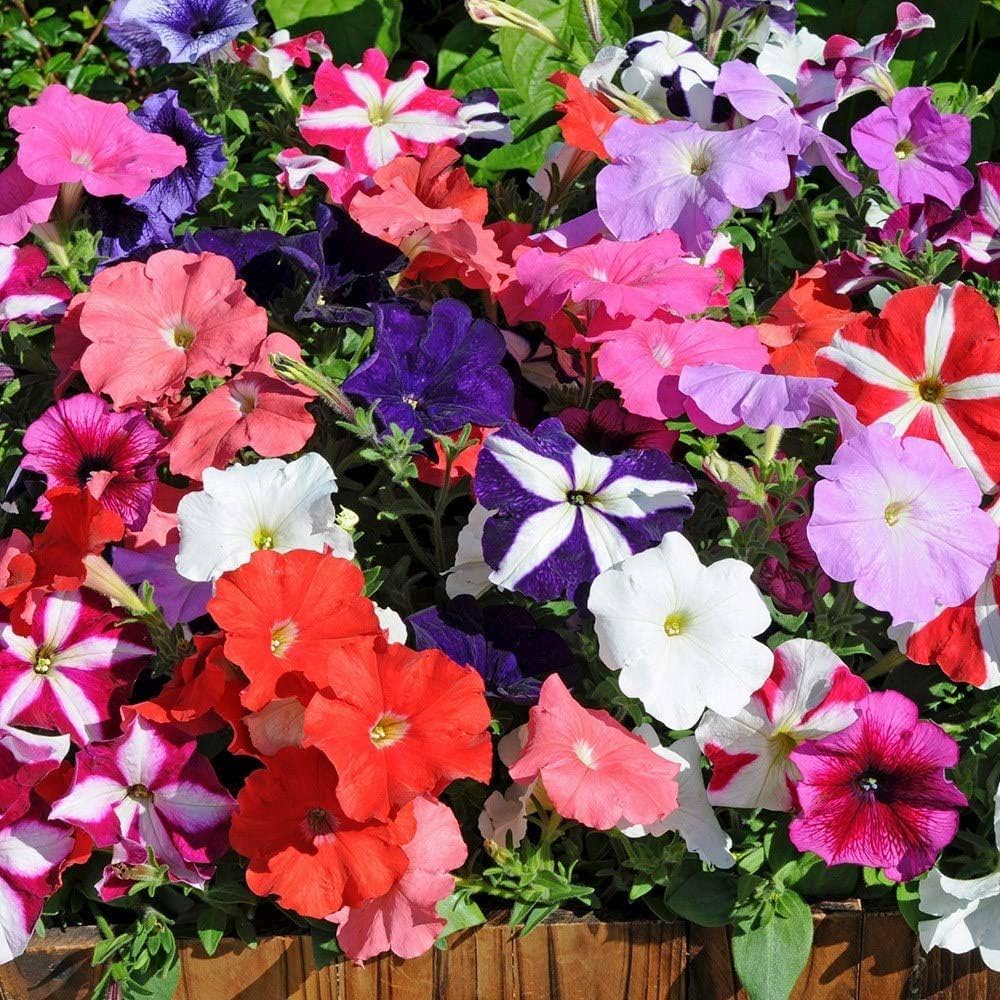 Pelleted Seeds Logro Mix Petunia Large Flowers