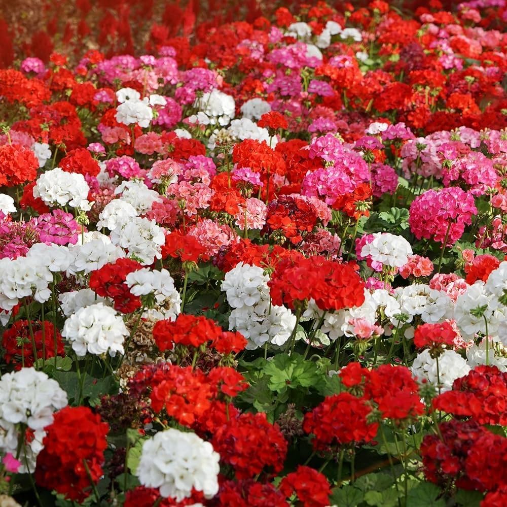 Geranium Flower seeds for Planting - Compact Growth, Heirloom & GMO Free Seeds for Home Garden