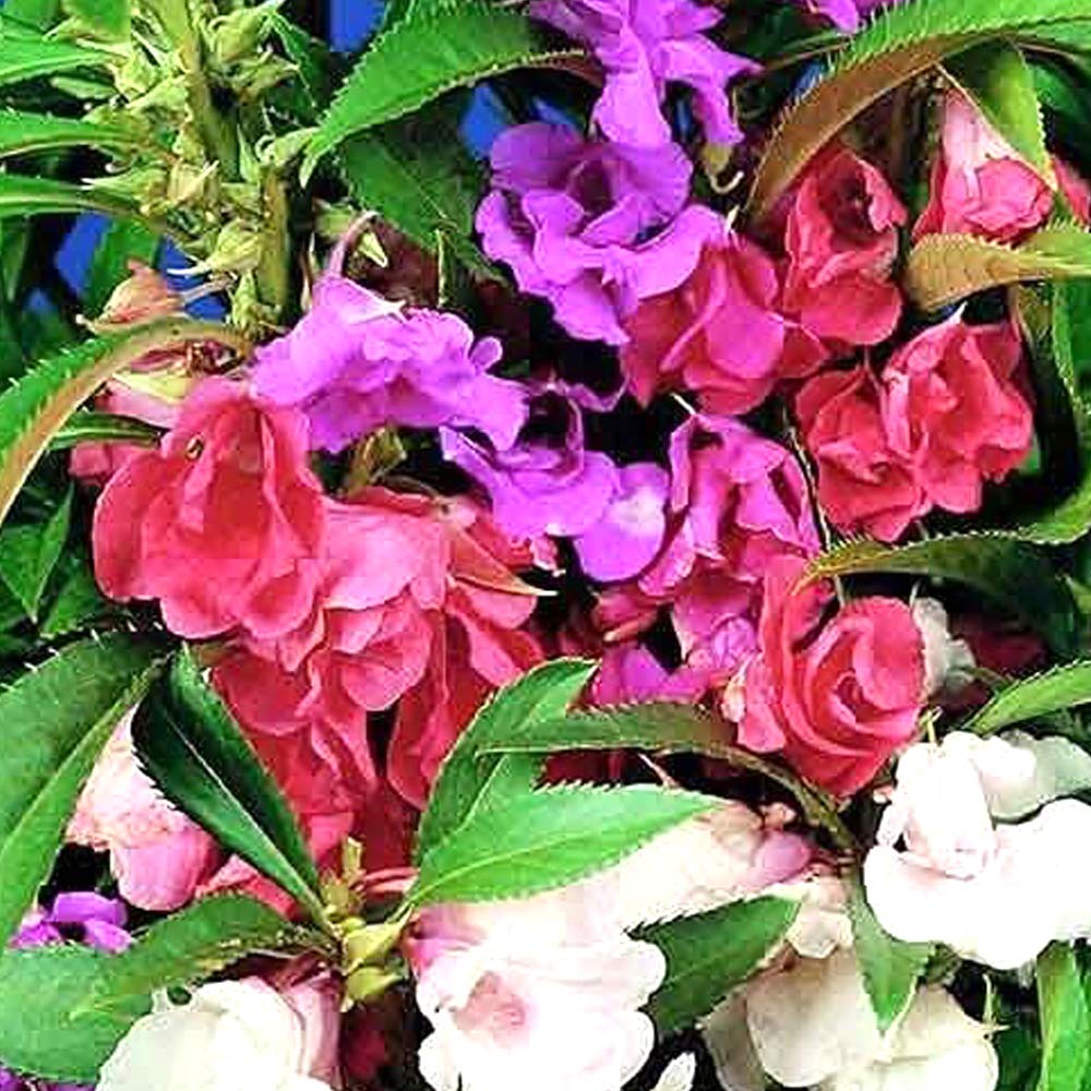 Mixed Jupiter Flower Planting Seeds
