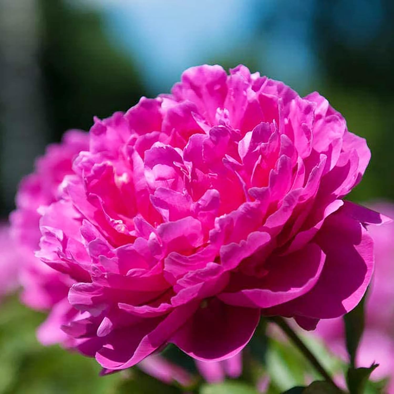 Peony Seeds Popular And Well-Loved Flowering Perennial Plant Large Showy Fragrant Blooms