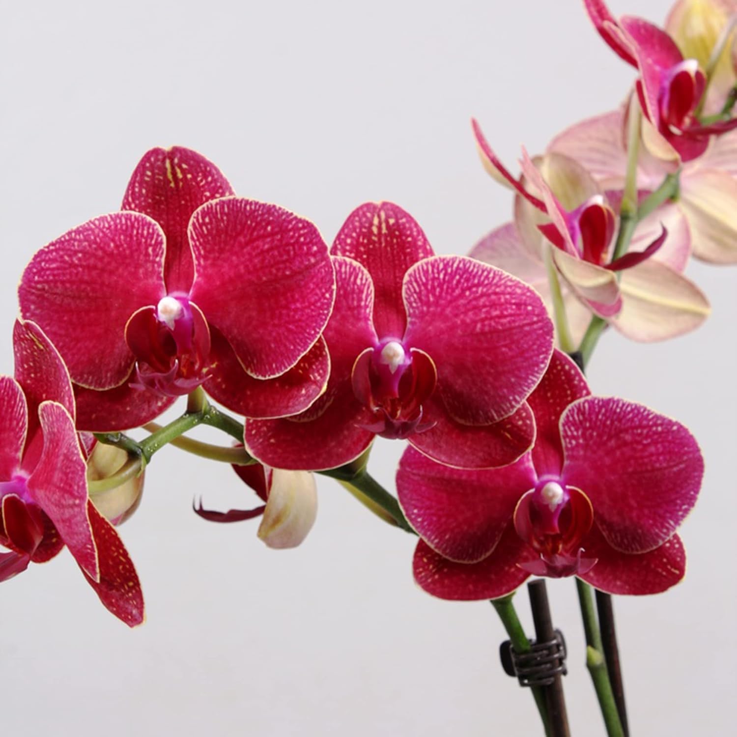 Phalaenopsis Orchid Seeds Moth Long Blooming Period Large Fragrant Flowers Easy To Care Houseplant