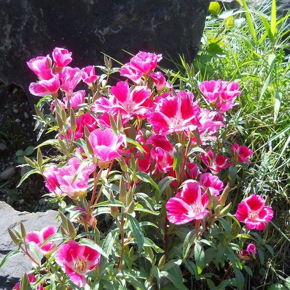 Godetia Flower seeds for Planting - Sun Loving, Heirloom & GMO Free Seeds for Home Garden