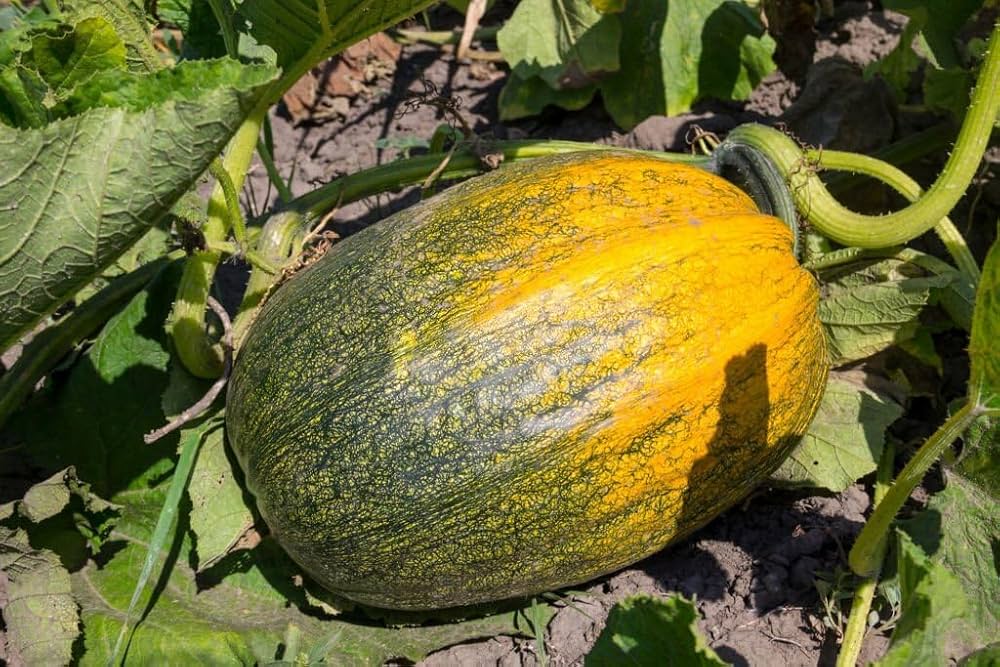 Korean Pumpkin Seeds for Planting Cucurbita moschata for vegetable patches and urban gardens