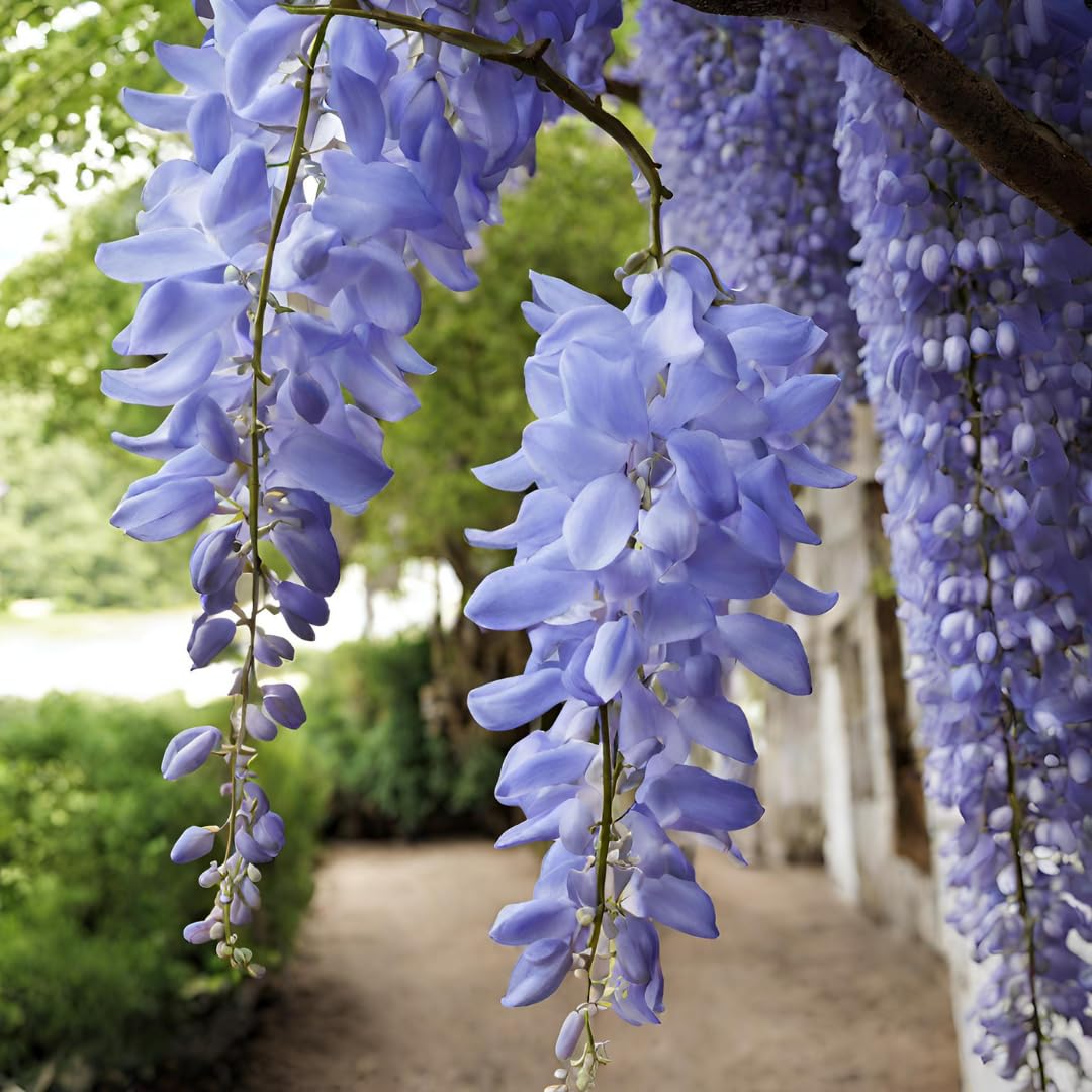 American (American Wisteria) seeds for planting in home garden
