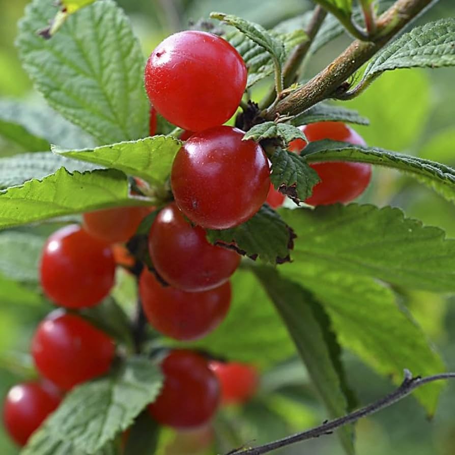 Nanking Cherry Seeds for Planting Prunus tomentosa for edible gardens and backyard landscapes - Evergrowseeds