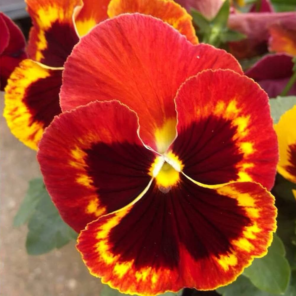 Viola Angel Amber Kiss Seeds for Beautiful Amber-Colored Flowers