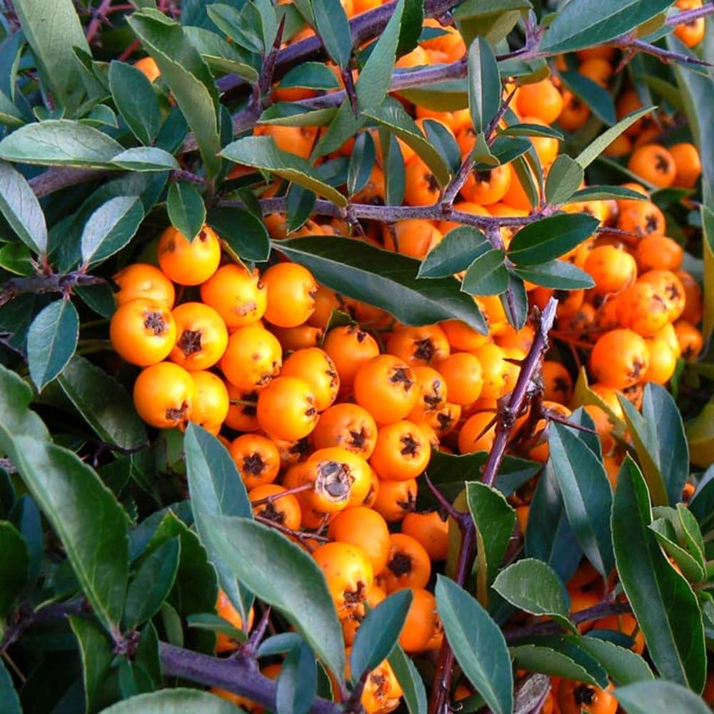 Orange Firethorn Fruit Planting Seeds - Vibrant Color & Wildlife Attraction