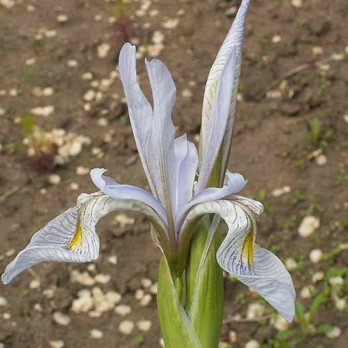 Iris Iris spp Flower Seeds for Planting in Flower Bed