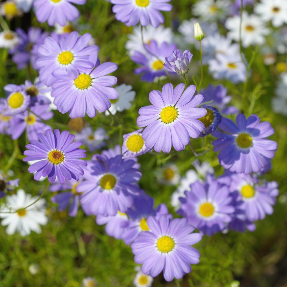 Erigeron Azure Fee Seeds for Blue Daisy-Like Flowers
