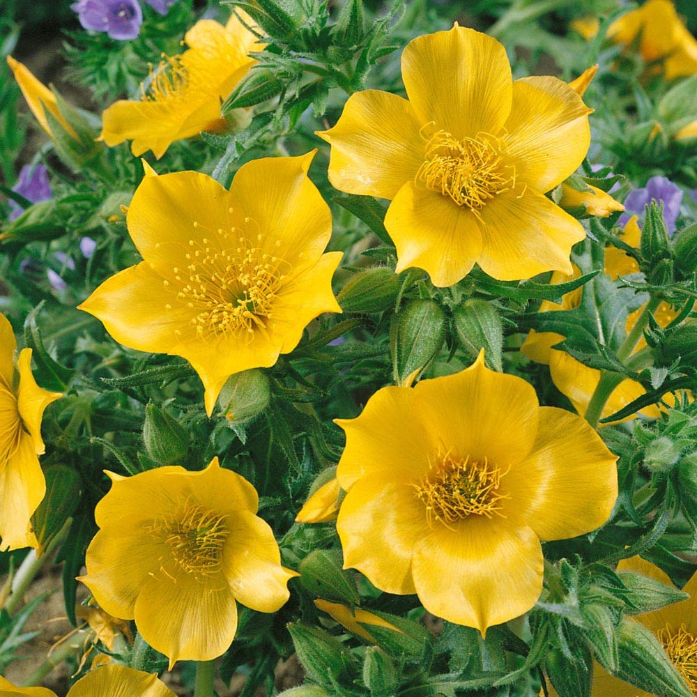 Yellow Blazing Star Mentzelia lindleyi Seeds for Planting pollinator flower bed