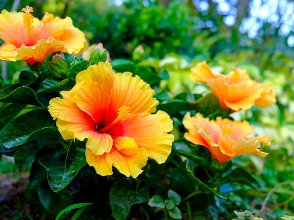 Orange Hibiscus Rosa-Sinensis Flower seeds for Planting - Cut Flower Favorite, Heirloom & GMO Free Seeds for Home Garden