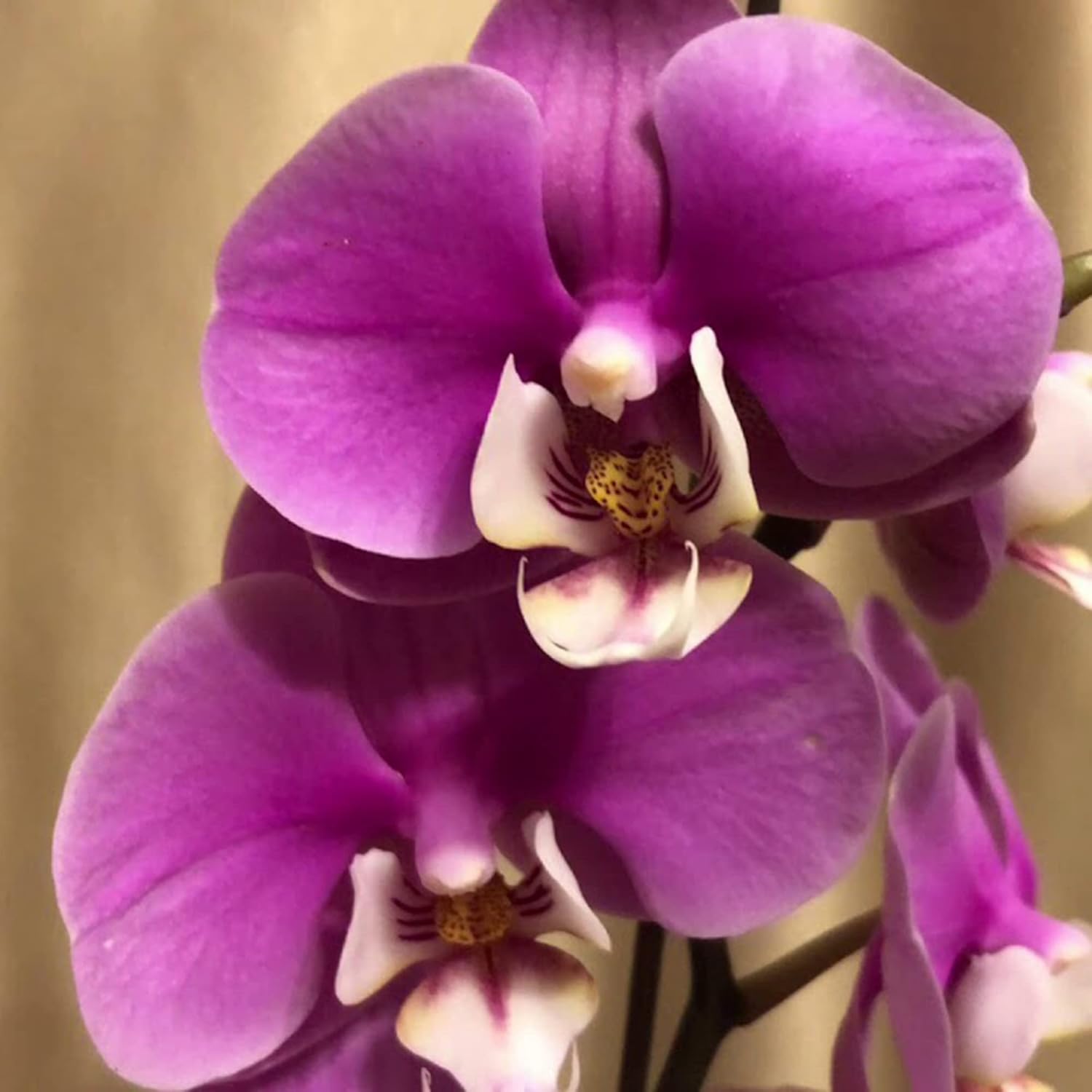 Cymbidium Orchid Seeds Fragrant Great For Beginner Hardy Easy To Care Cut Flower Container Indoor