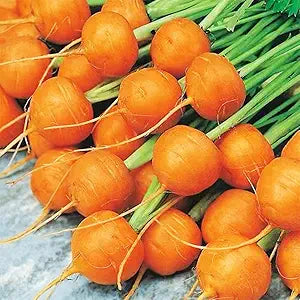 Round Carrot Seeds for Classic, Crisp Carrots - Evergrowseeds