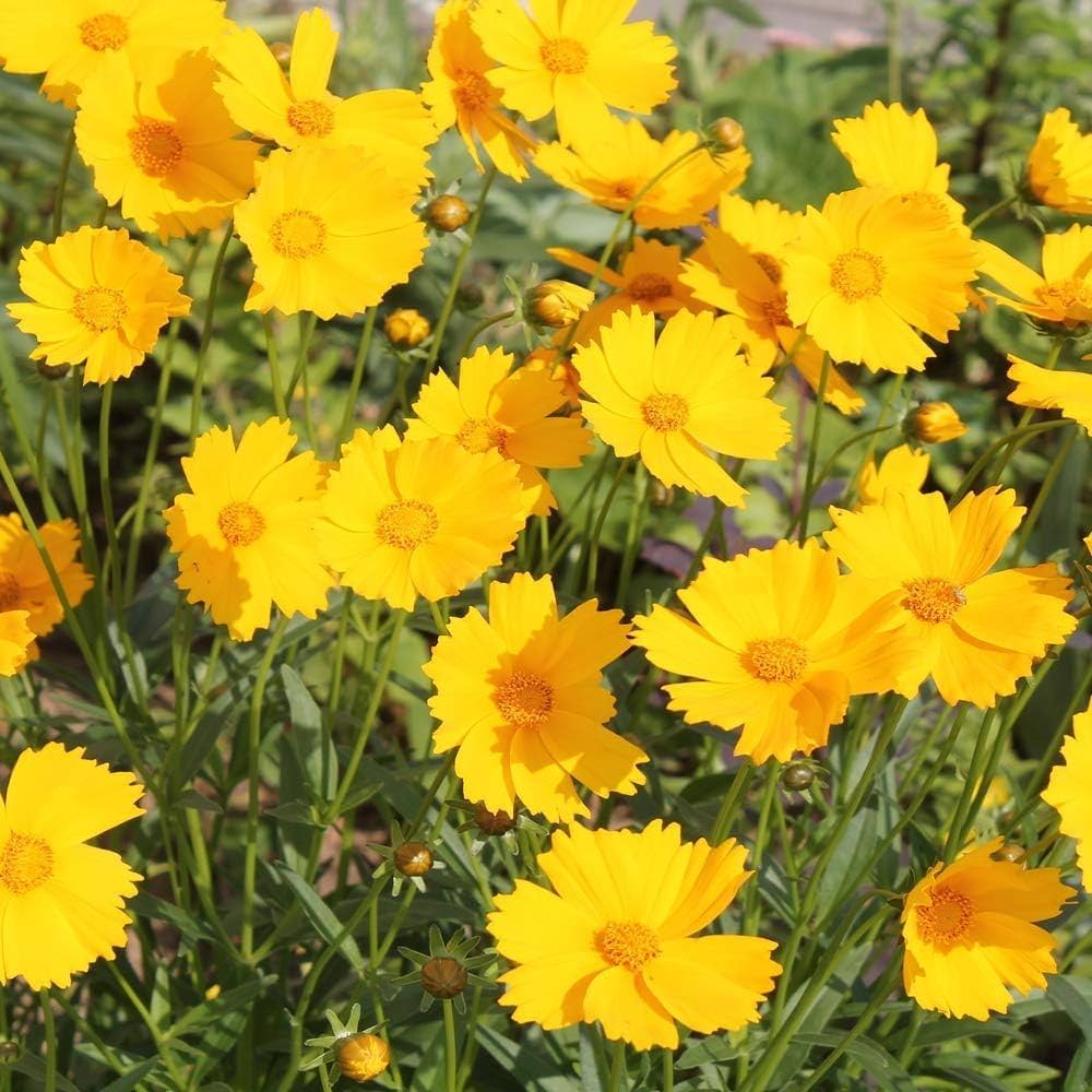 Indian Cockade Flower Seeds – Native American Wildflower Heirloom