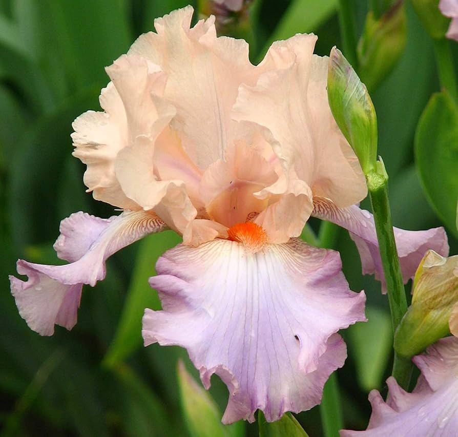 Pink Iris Seeds, Popular Perennial Garden Flower, Gorgeous Cut Flower