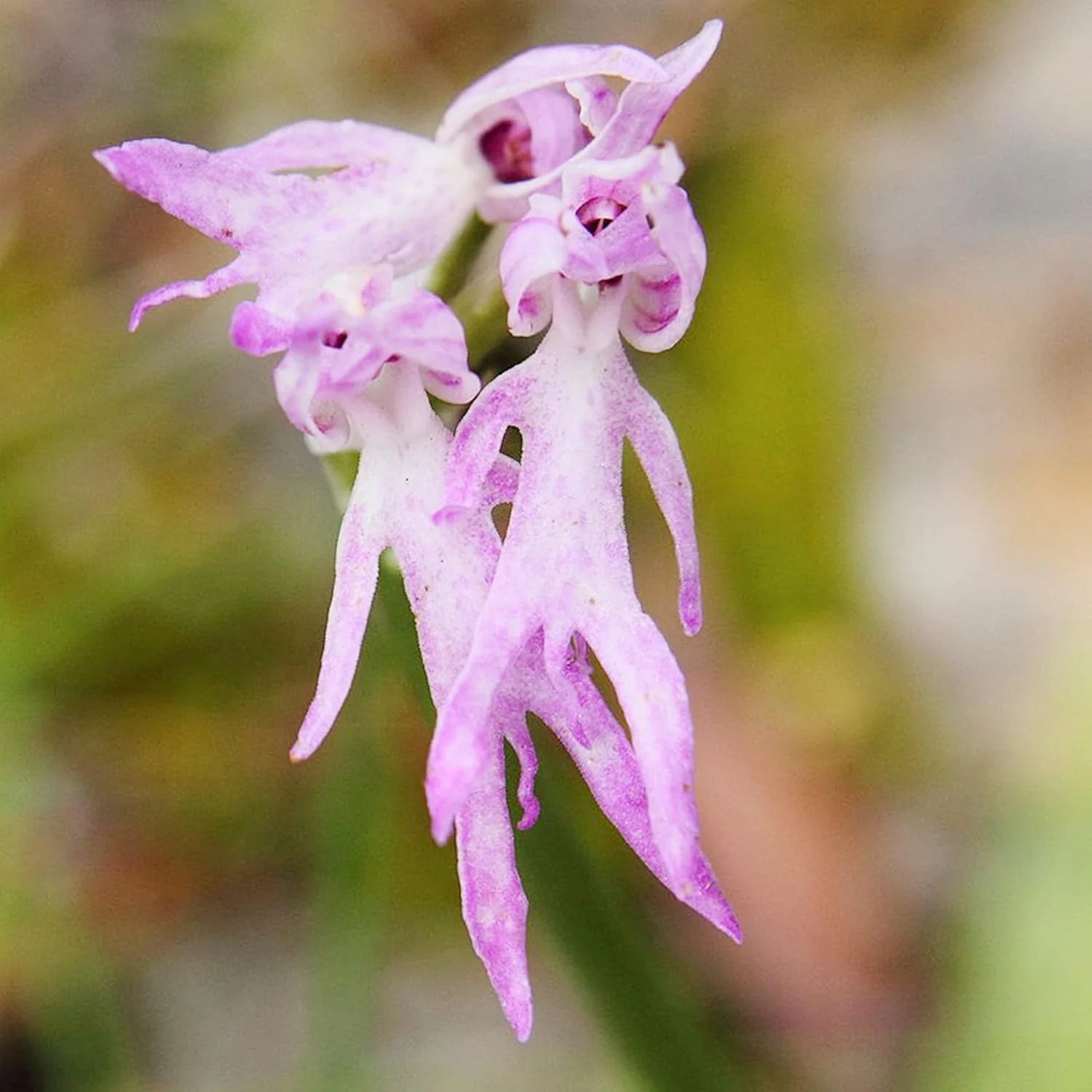 Orchid Man Flower Planting Seeds - Enhance Your Garden with Vibrant Orchid Blooms - Evergrowseeds