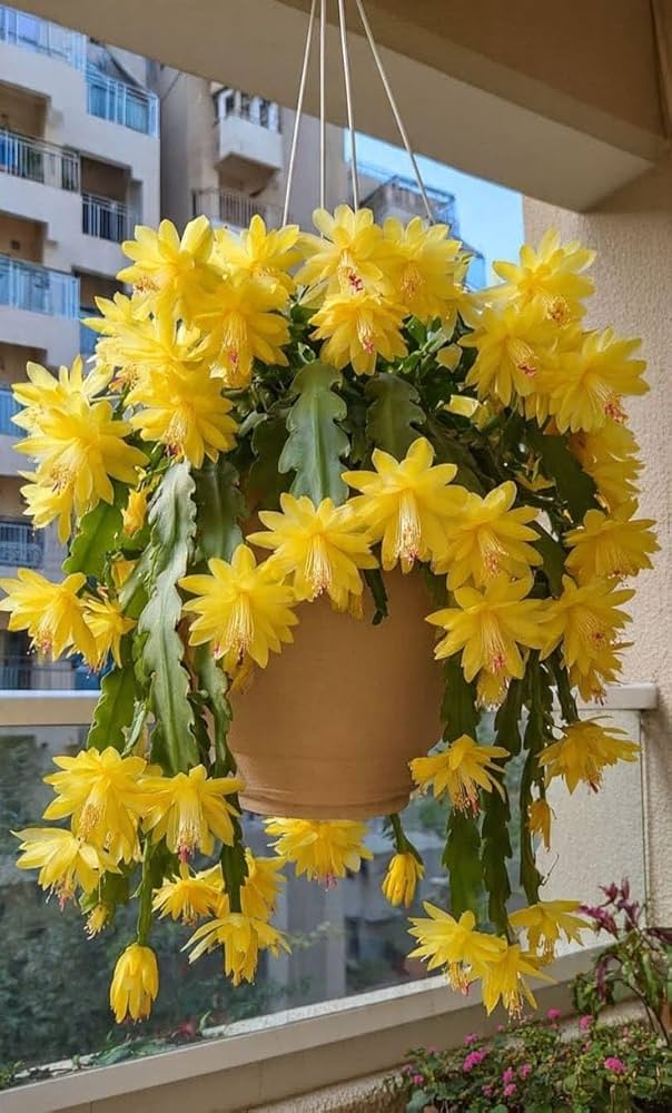 Yellow Schlumbergera Flower seeds for Planting - Garden Favorite, Heirloom & GMO Free Seeds for Home Garden