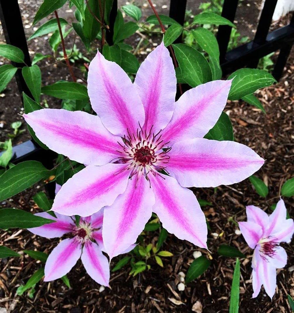 Clematis Mixed Colors Wonderful Large Blooms Perennial Vine Seeds