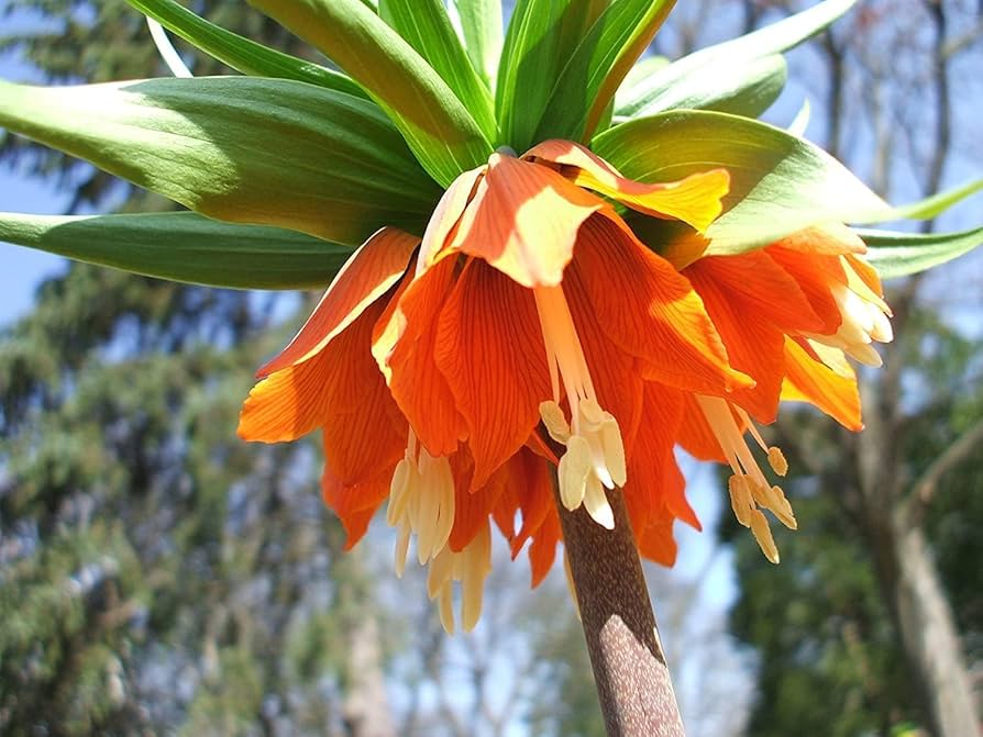 Fritillaria Imperialis Seeds for Planting Fritillaria imperialis for flower beds and spring gardens