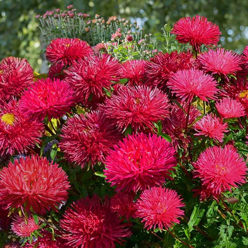 Red Aster Callistephus chinensis Gremlin Double Seeds for Planting flower bed cottage garden Heirloom Non-GMO Seeds