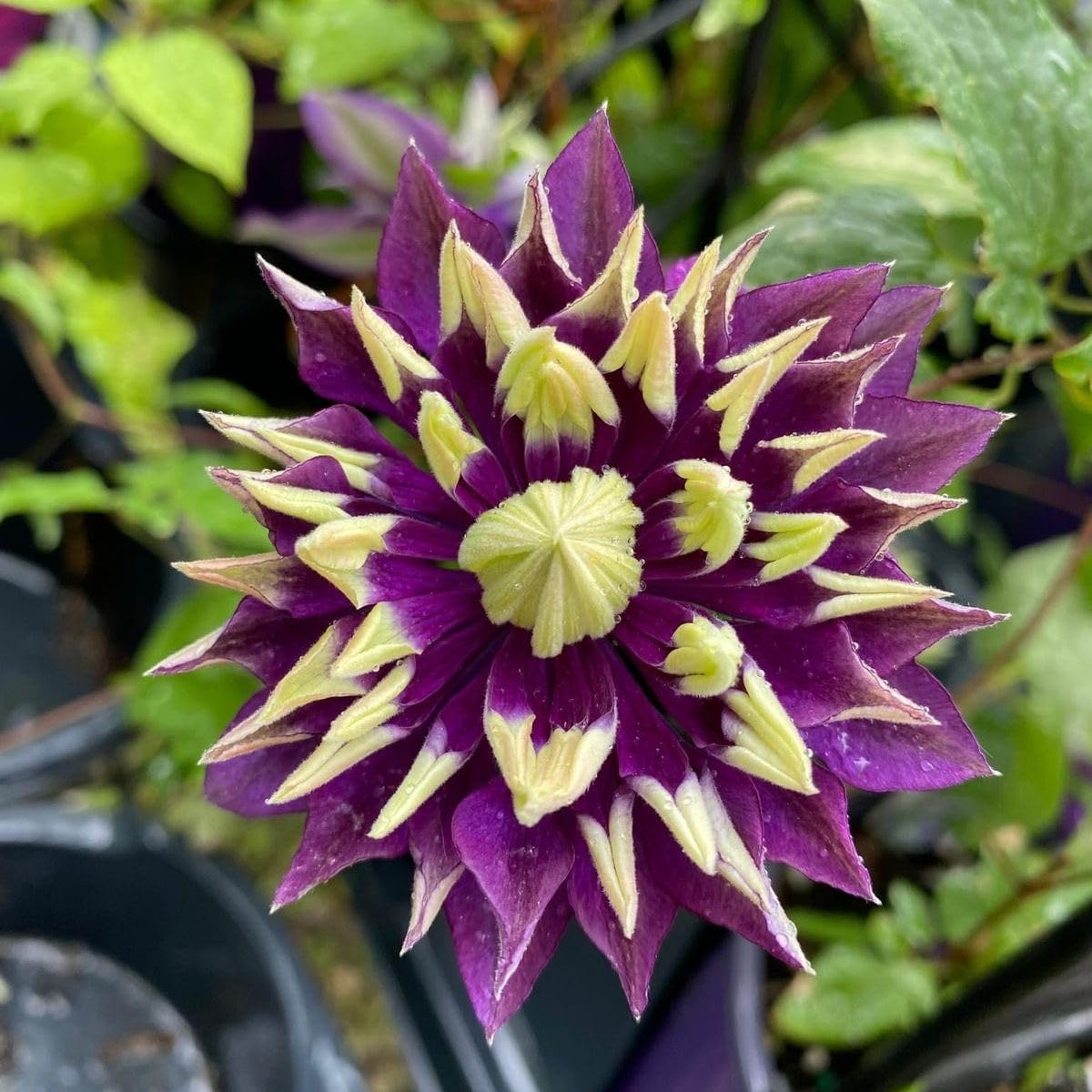 Clematis for planting in flower bed