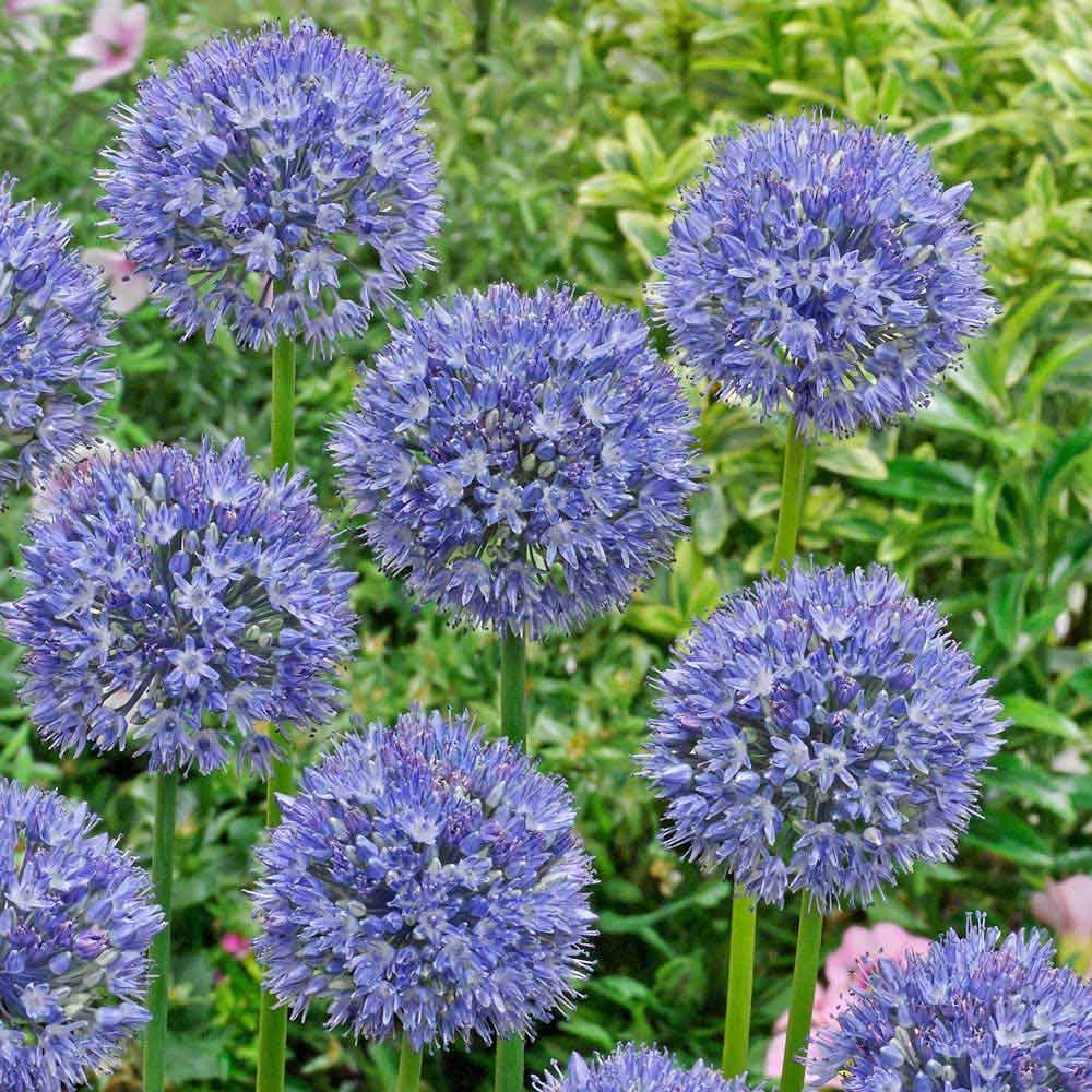 Riesenlauch (Allium giganteum) Seeds for Rare Flowers and Bonsai
