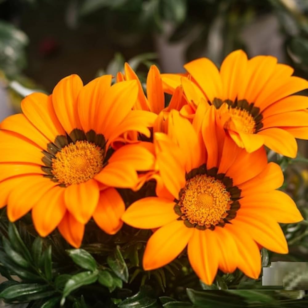 Yellow Red Gazania Rigens Flower seeds for Planting - Premium Quality, Heirloom & GMO Free Seeds for Home Garden