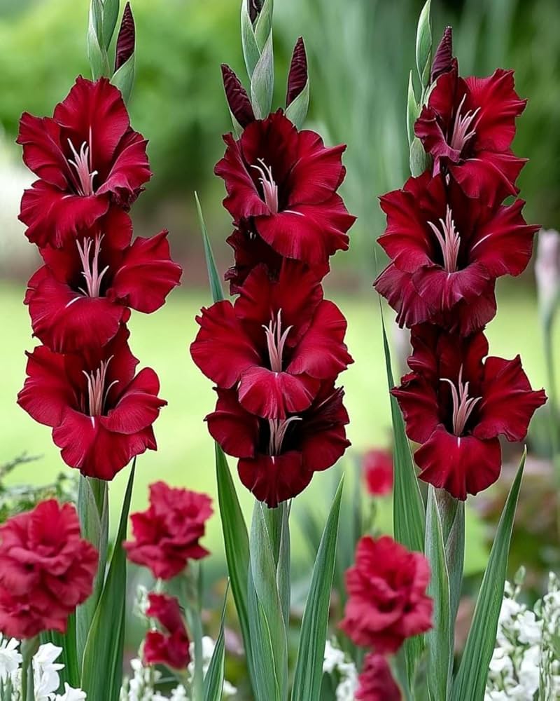 Maroon Gladiolus Flower Seeds for Planting – Sun Loving Heirloom & NonGMO Seeds for Home Garden
 
 Sale