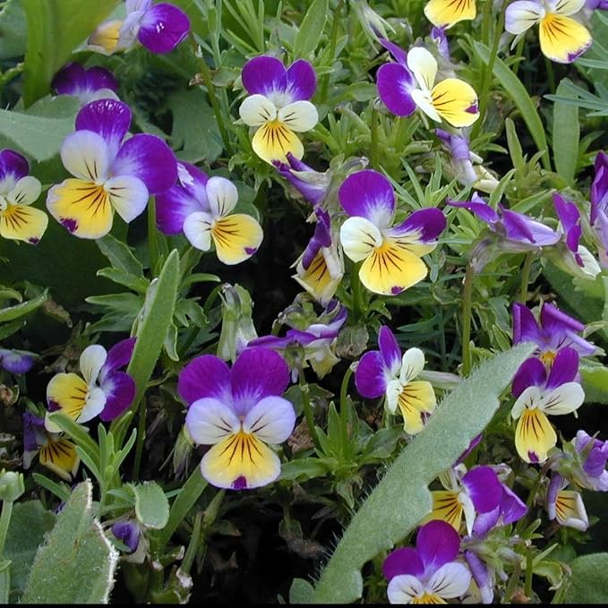 Viola – Johnny Jump-Up Viola tricolor Flower Seeds for Planting in Garden