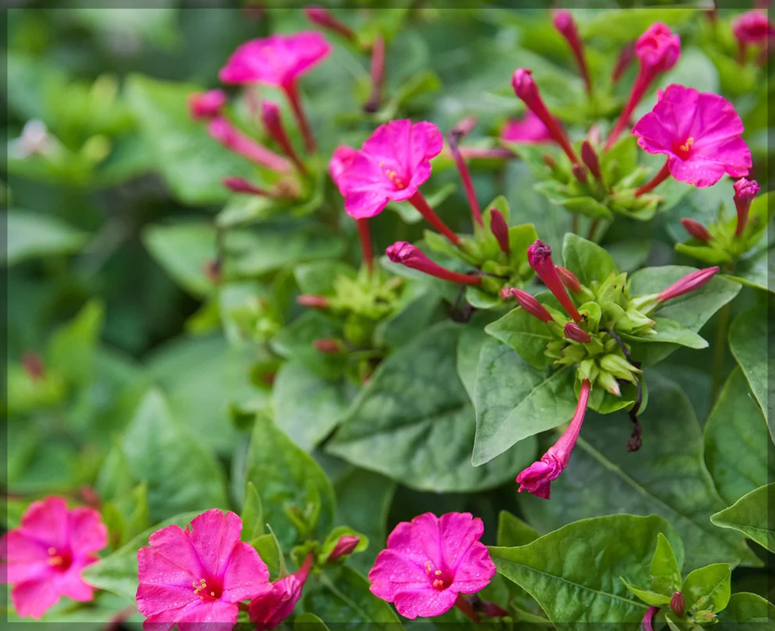 Red Four O'Clock Mirabilis jalapa Seeds for Planting evening garden flower bed