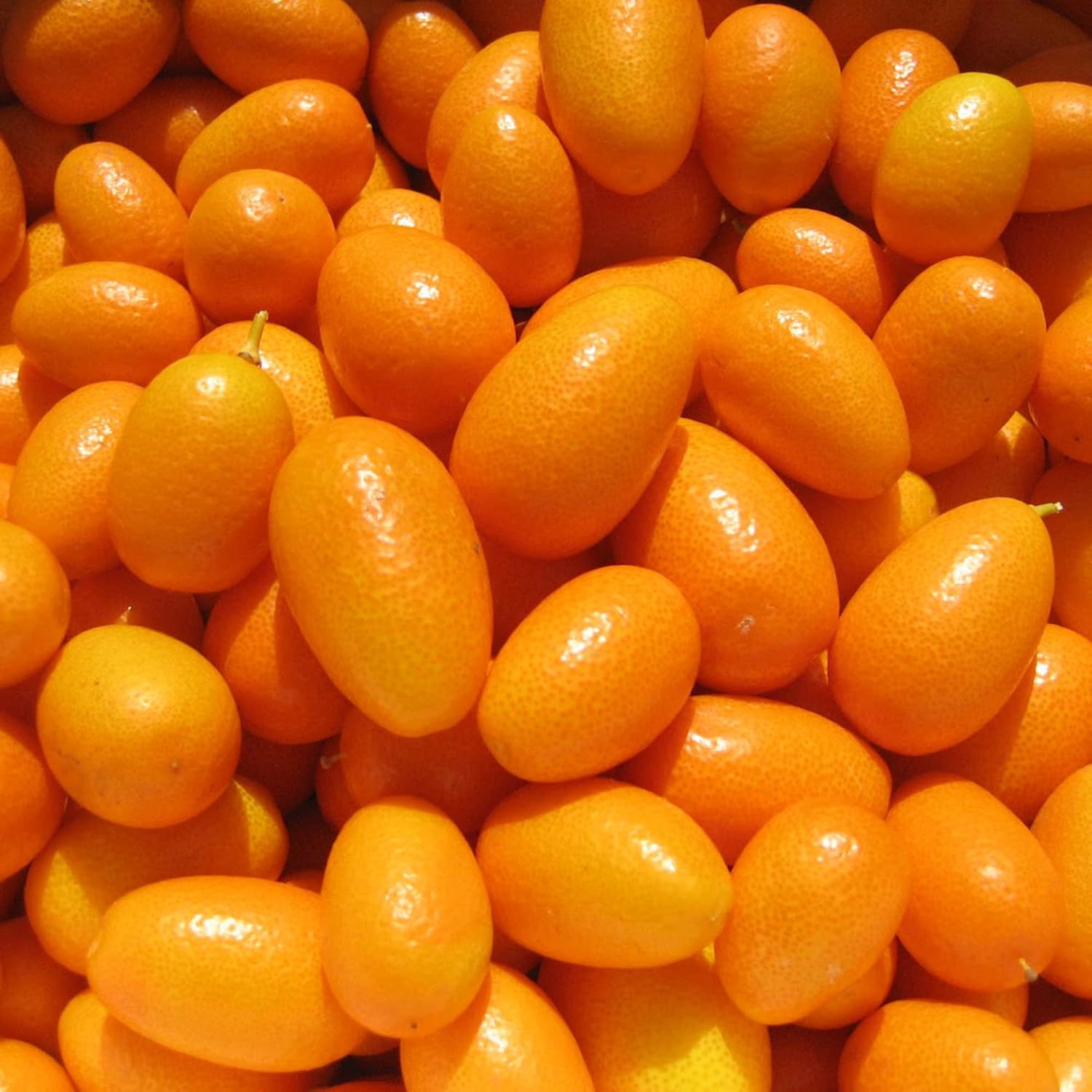 Nagami Kumquat Seeds Citrus Japonica Thin Sweet-Tart Rind And Tart Juicy Pulp Fragrant Flowers