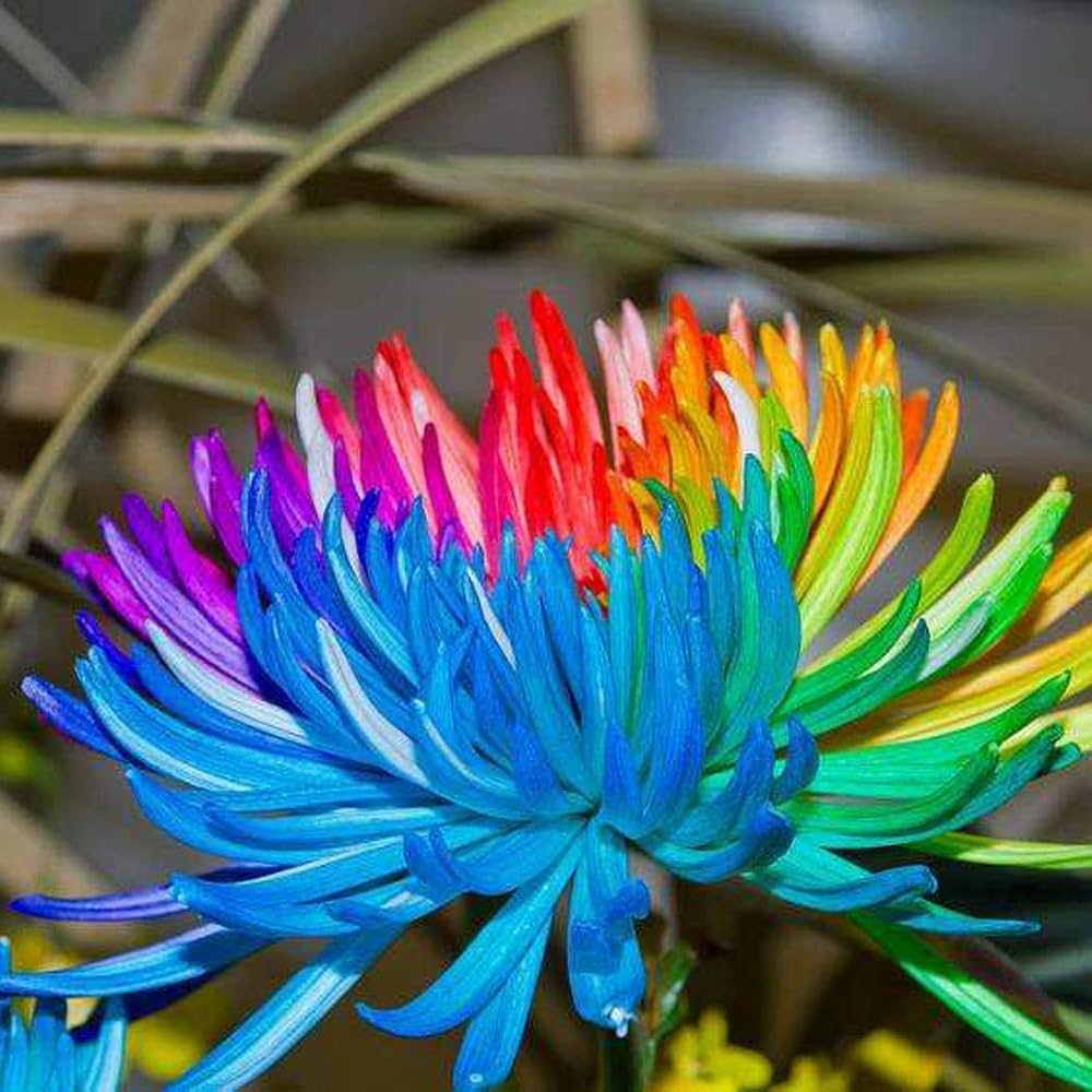 Chrysanthemum Flower Seeds for Gardening & Planting - Beautiful Blooms