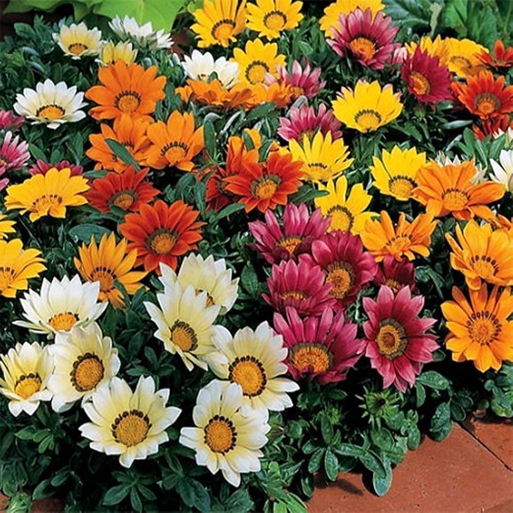 MultiColor Gazania Flower Seeds for Planting Vibrant Colors Heirloom & GMO Free Seeds for Home Garden
 
 Sale