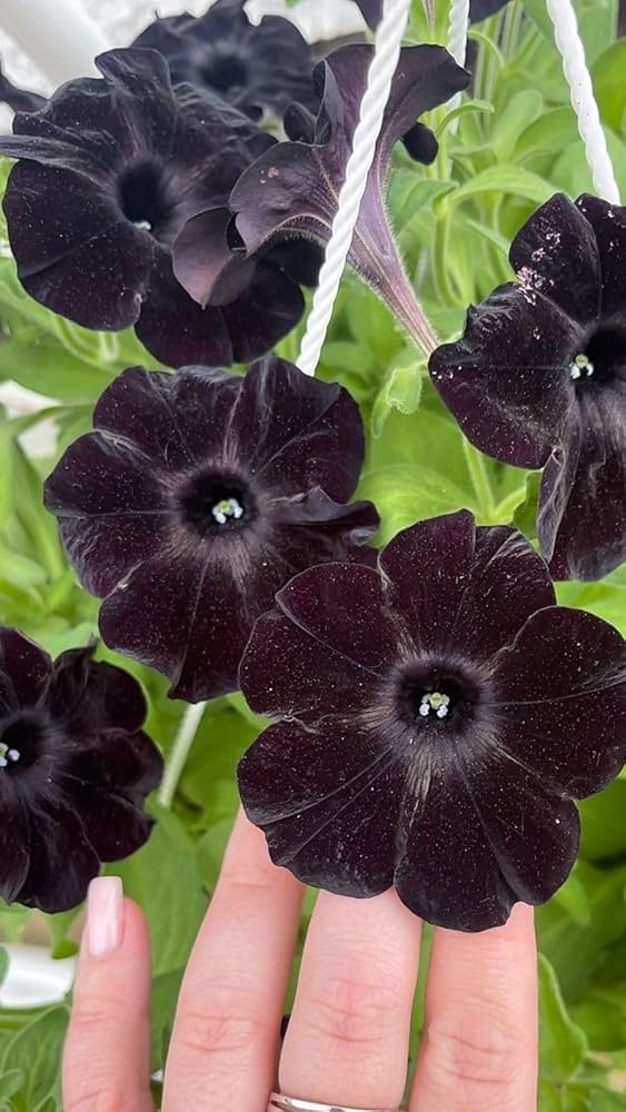 Velvet Petunia Flower Seeds, Essential Planting Guide