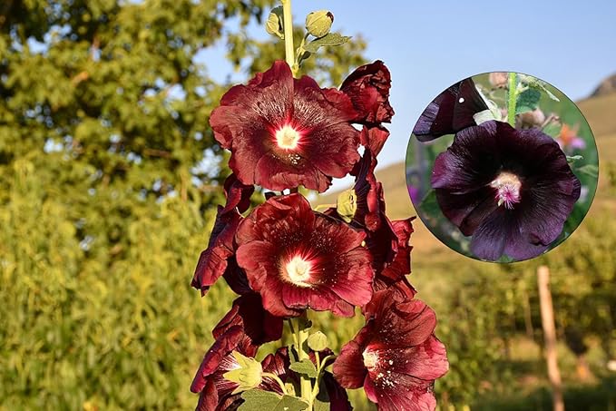 Mixed Hollyhock Alcea spp Flower Seeds for Planting in Flower Bed