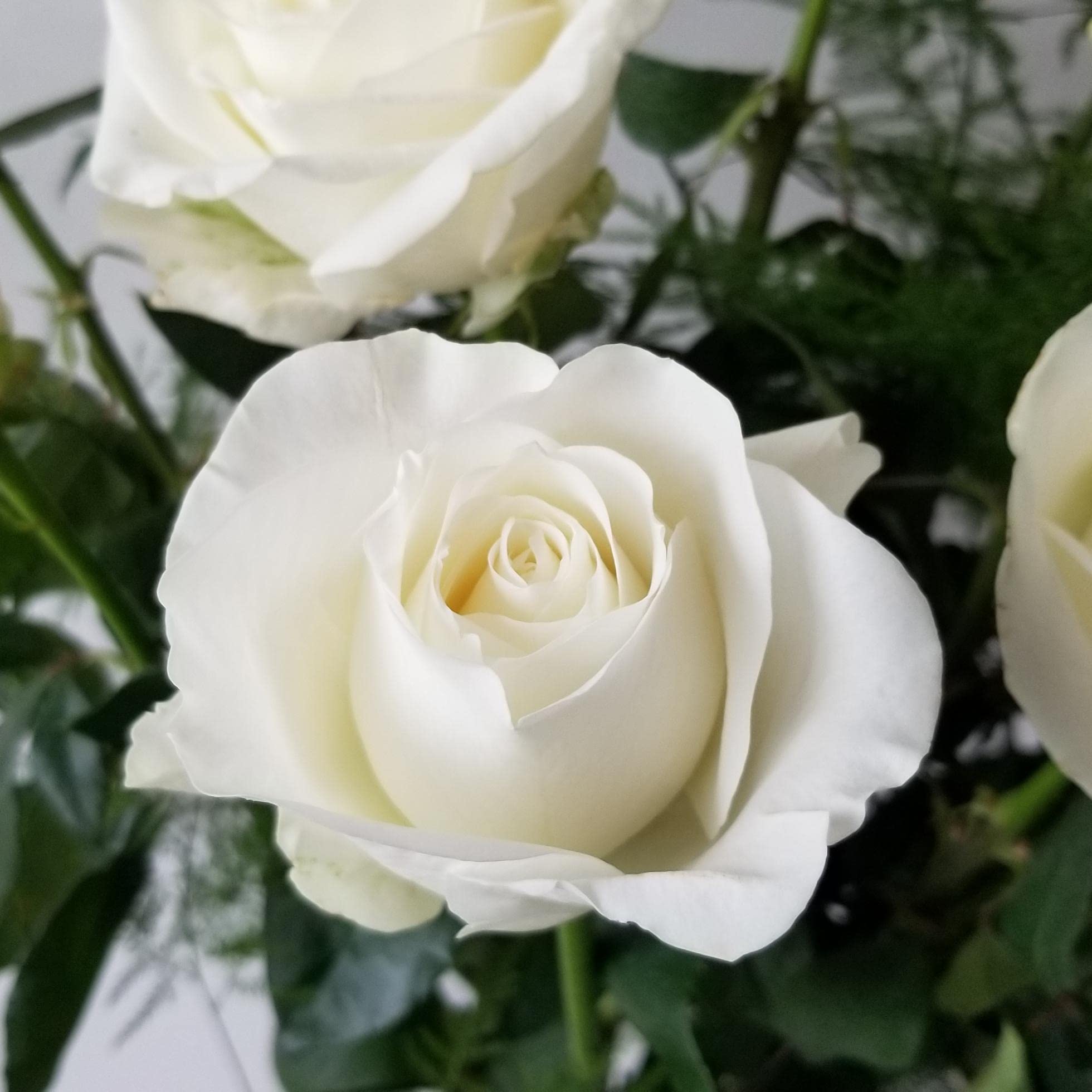Rose Flower Seeds for Timeless Garden Elegance