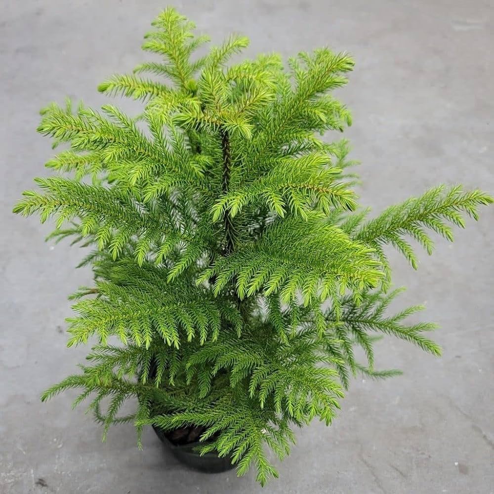 Green Araucaria Flower seeds for Planting - Colorful Display, Heirloom & GMO Free Seeds for Home Garden