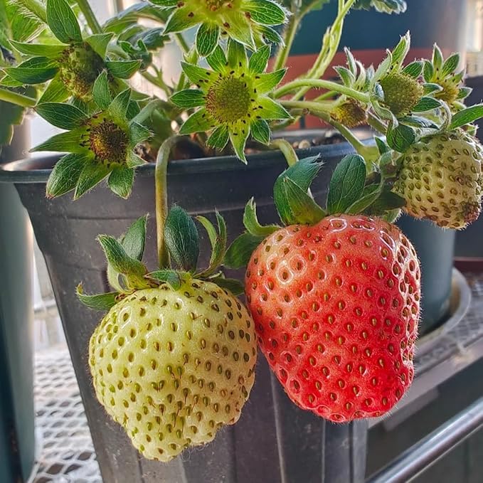 Super Large Strawberry Seeds for Giant, Sweet Berries