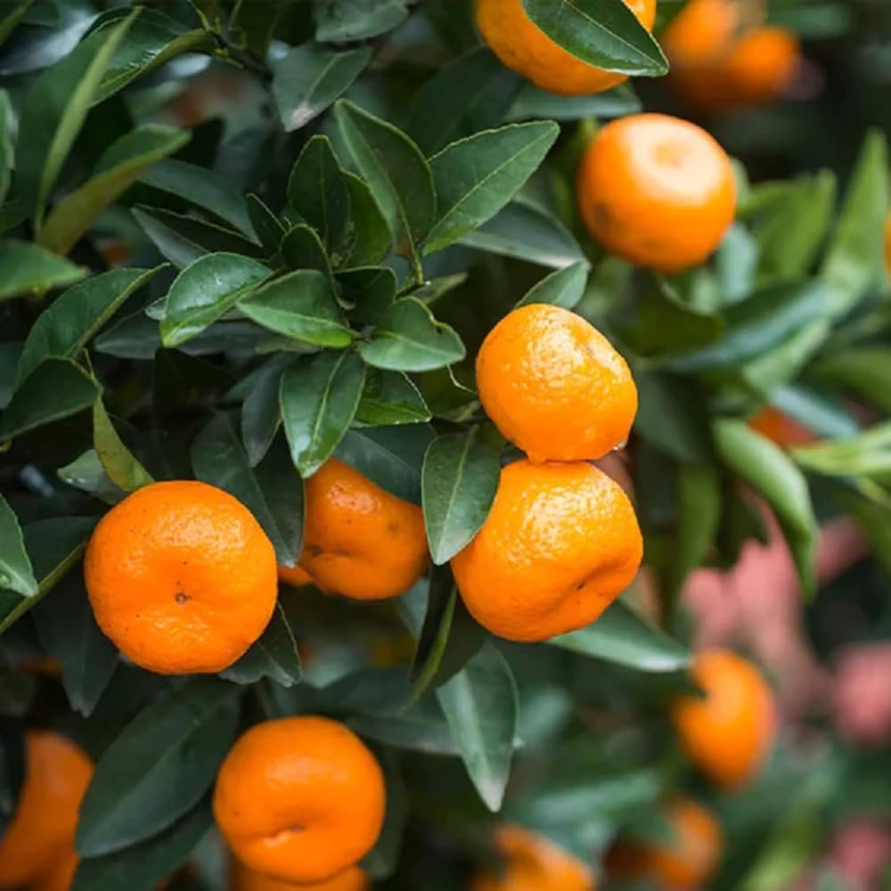 Orange Mandarin Seeds for Home Gardening  Plant and Grow Fresh Oranges