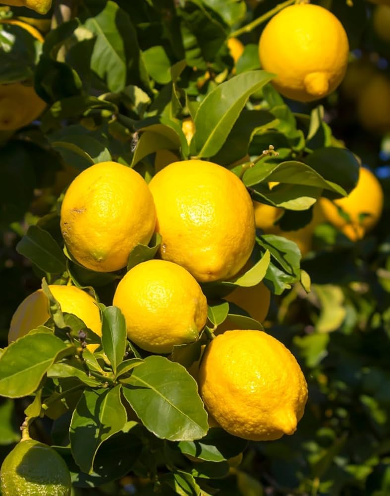 Ponderosa Lemon Tree Planting Seeds  Grow Your Own Citrus Indoors or Outdoors