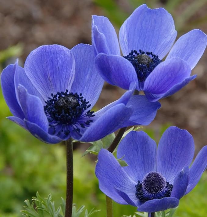 Blue Color Poppy Papaver somniferum Seeds for Planting in Flower Bed & Garden