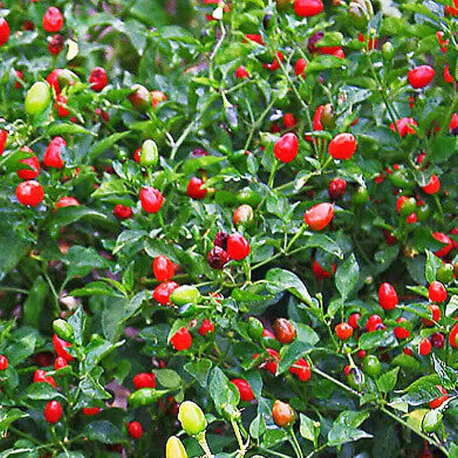 Chile Piquin Capsicum annuum Seeds for Planting in Vegetable Patch