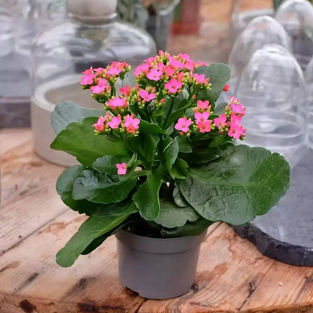 Kalanchoe Purple Flower seeds for Planting - Colorful Display, Heirloom & GMO Free Seeds for Home Garden