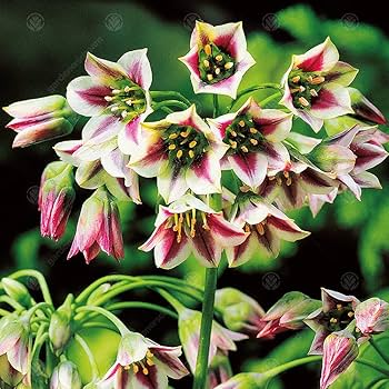 Nectaroscordum Flower seeds for Planting - Fragrant Blossoms, Heirloom & GMO Free Seeds for Home Garden