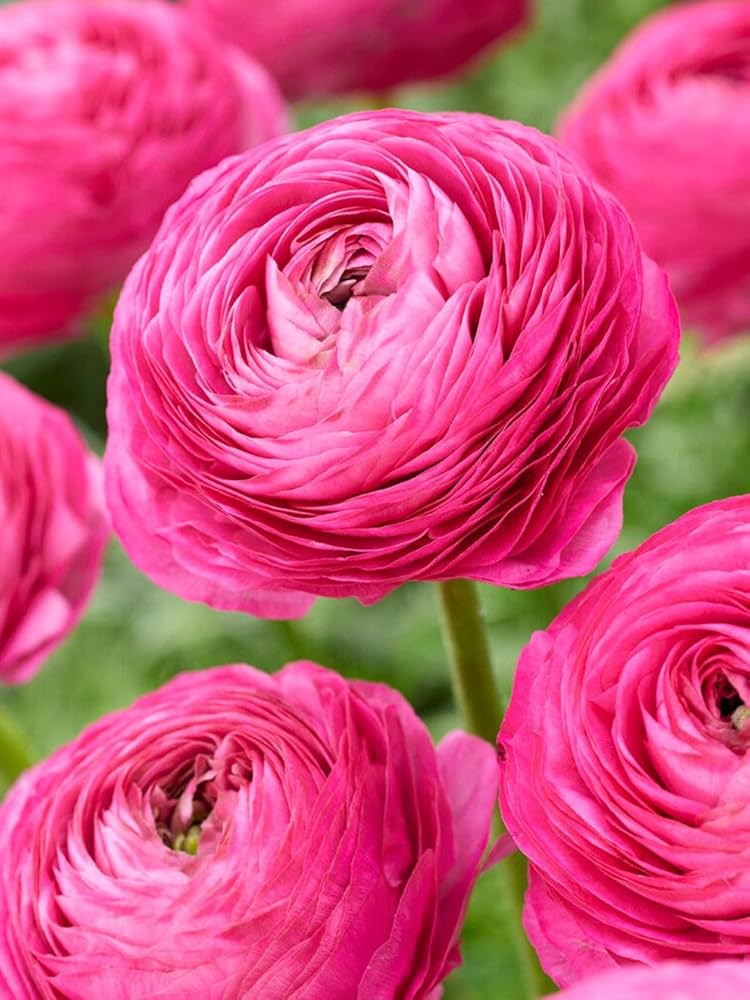Ranunculus Flower seeds for Planting - Wildflower Mix, Heirloom & GMO Free Seeds for Home Garden