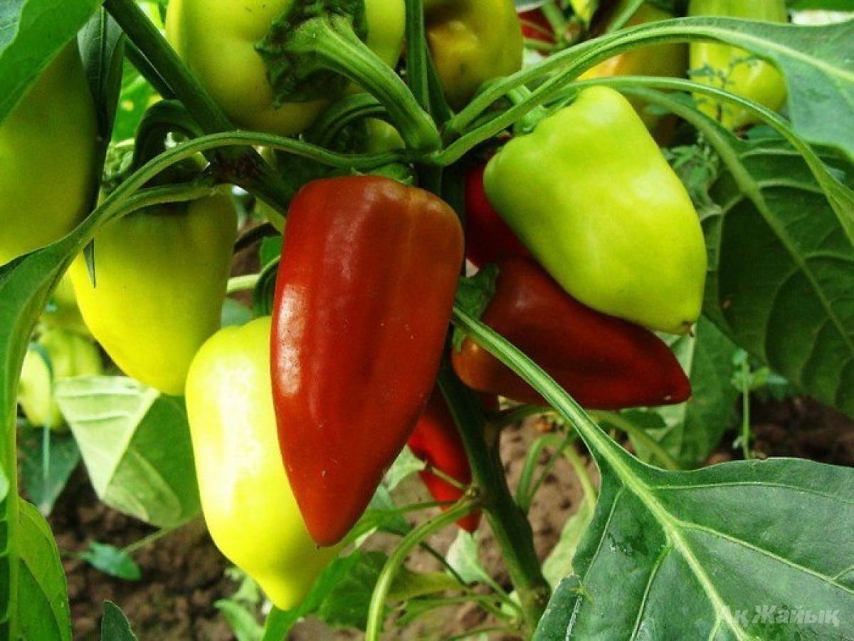 Sweet Gypsy Pepper Vegetable Seeds for Planting