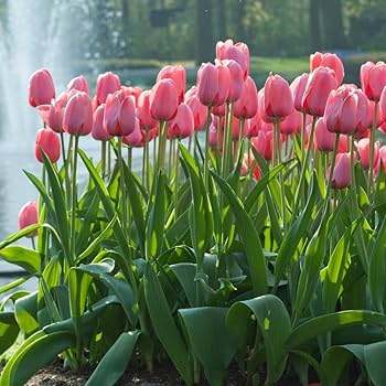 Light Pink Tulip Flower Seeds for Planting