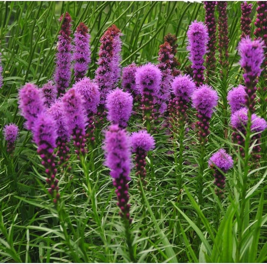 Blazing Star Liatris spicata Seeds for Planting in Flower Bed