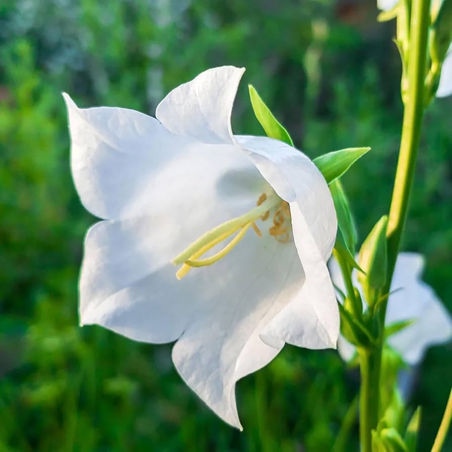 White Peach Bellflower Seeds Campanula persicifolia for Planting in Shade Garden and Flower Border