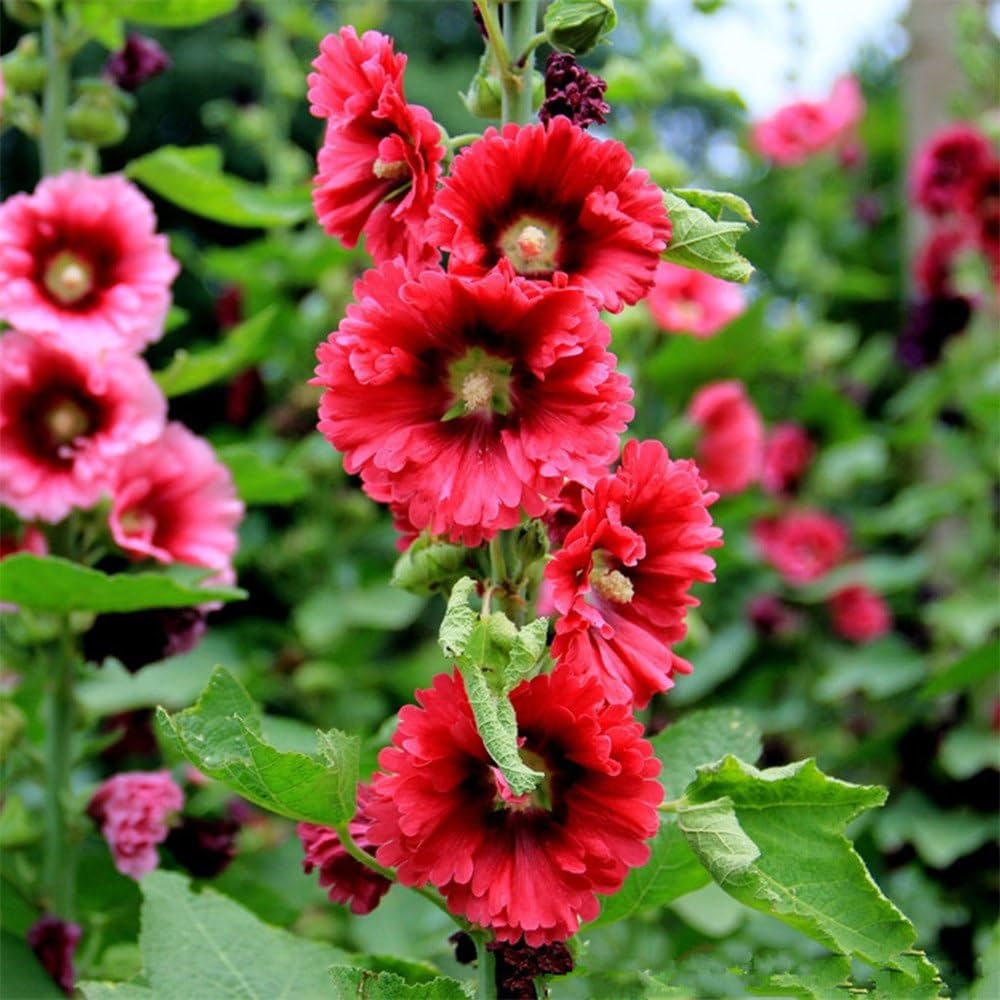 Hollyhock Seeds for Planting Alcea rosea for backyard gardens and flower fences